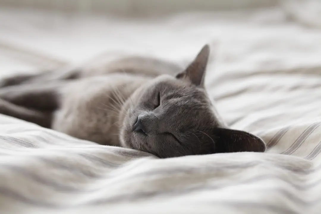 Photo Sleeping mask